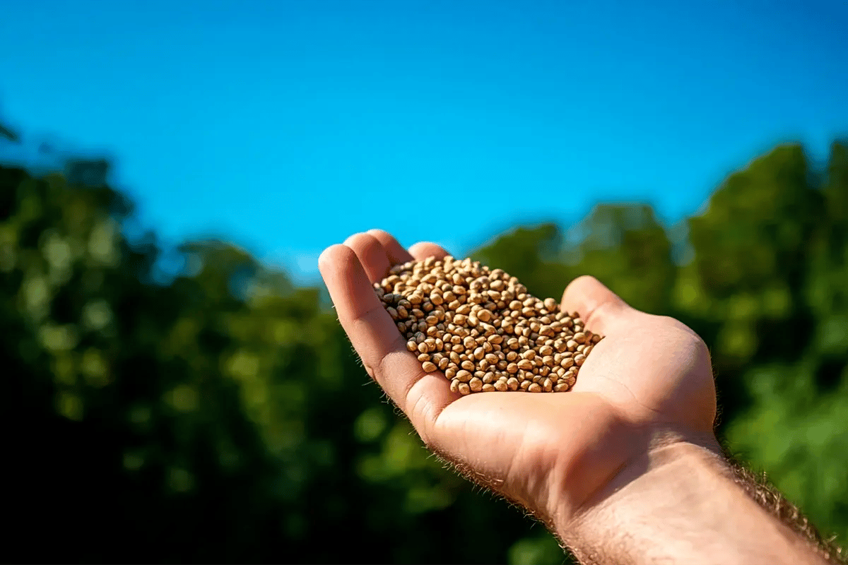 Google boosts carbon removal investments with over $100m in 2024 purchases_A hand holding a handful of biomass, a newly planted forest in the background_visual 1