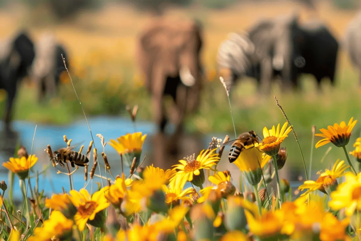 Nature-based Solutions Leveraging Ecosystems for Carbon Mitigation and Beyond_Close-up of a biodiverse African grassland with zebras and elephants in the background_visual 3