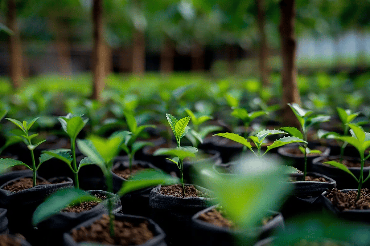 Nature-based Solutions Leveraging Ecosystems for Carbon Mitigation and Beyond_Tree seedlings ready for planting at a tree nursery_visual 2