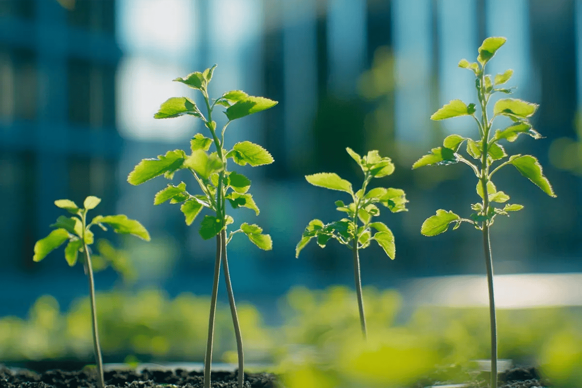 The Growth of the Voluntary Carbon Market_Young tree seedlings growing in front of office buildings_visual 5